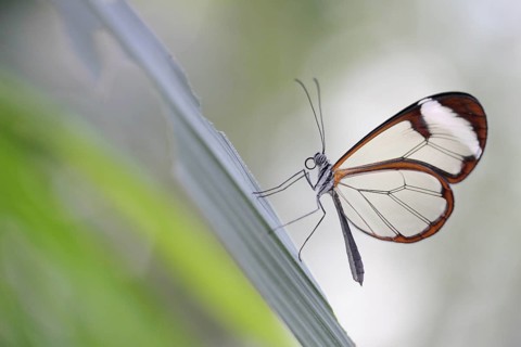 Glasswinged Butterfly (Greta oto)
