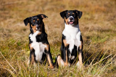 Appenzeller Sennenhund