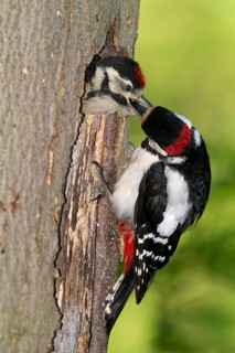 Great Spotted Woodpecker (Dendrocopos major)