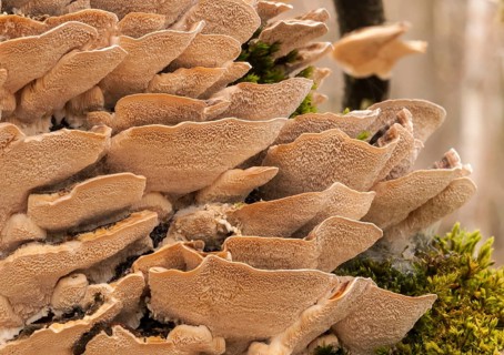 Turkey Tail (Trametes versicolor)