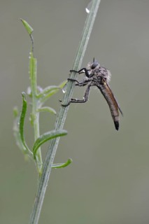 Robber Fly (Eutolmus rufibarbis)