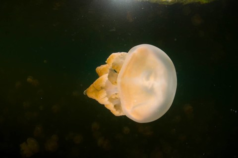 Golden Medusa or Papuan Jellyfish (Papua Mastigias)