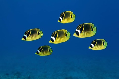 Shoal of Raccoon Butterflyfish (Chaetodon lunula)