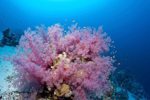 Coral block with Klunzinger soft corals (Dendronephthya klunzingeri)