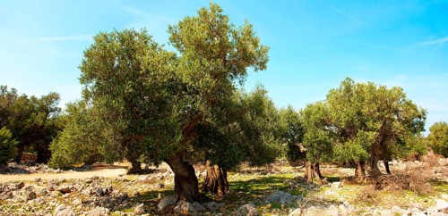 Ancient Olive trees (Olea europaea)