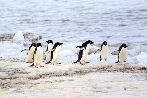 Adelie Penguins (Pygoscelis adeliae)