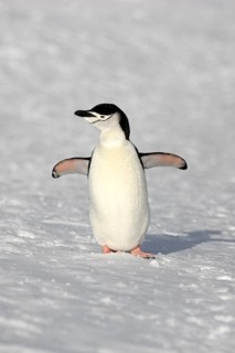 Chinstrap Penguin (Pygoscelis antarctica)
