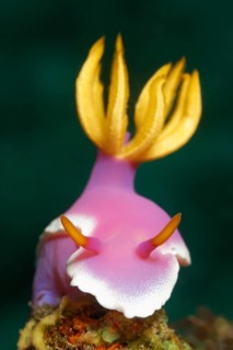 Bullocks Hypselodoris (Chromodoris bullockii)