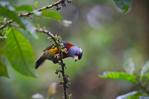 Toucan Barbet (Semnornis ramphastinus)