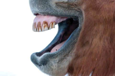 Teeth of an Icelandic horse