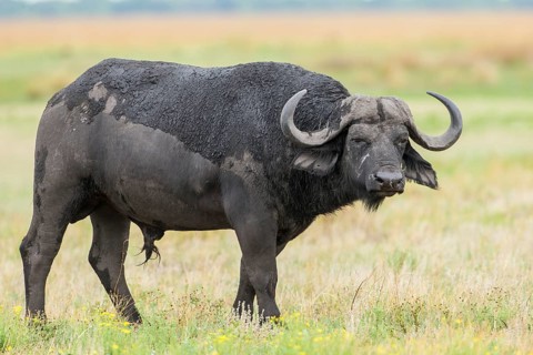 African Buffalo (Syncerus caffer)