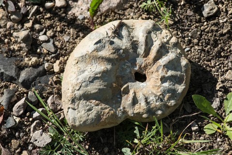 Ammonite