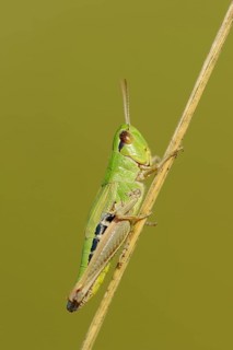 Meadow Grashopper (Chorthippus parallelus)