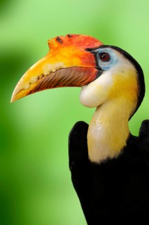 Wrinkled Hornbill (Aceros corrugatus)