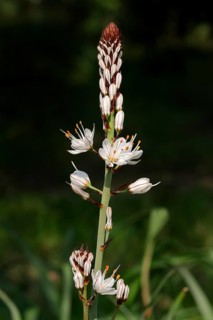 White Asphodel (Asphodelus albus)