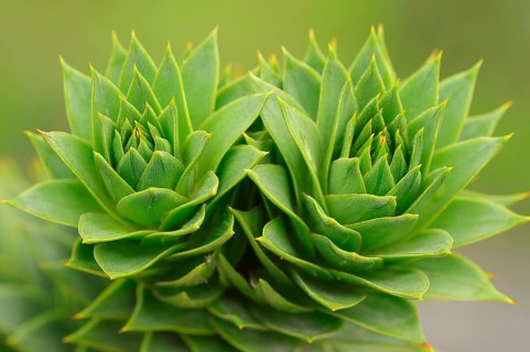 Monkey Puzzle Tree (Araucaria araucana)