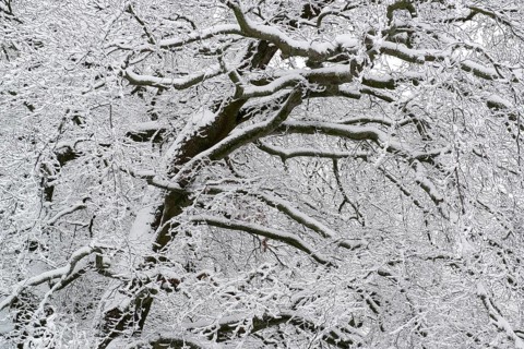 Snow-covered tree at the Hercules monument