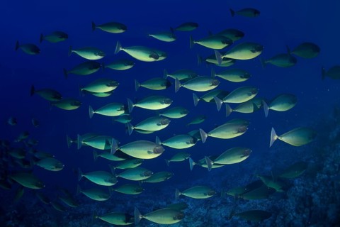 Shoal of Bluetail Unicornfish (Naso hexacanthus)