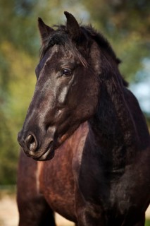 Black Menorquin stallion