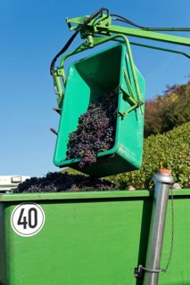 Harvested grapes are collected on tractor trailers