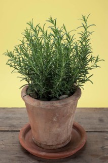 Rosemary (Rosmarinus officinalis) growing in a terracotta pot on a wooden table