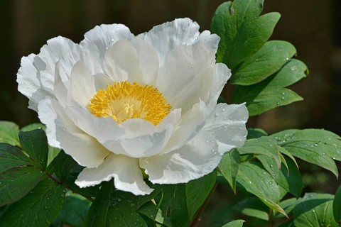 Tree Peony (Paeonia suffruticosa 'Godaishu')