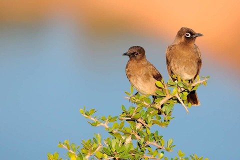 Two Cape Bulbuls (Pycnonotus capensis)