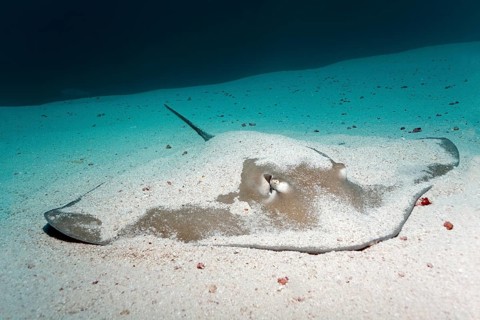 Whiptail Stingray (Dasyatidae) resting on the sandy ocean floor