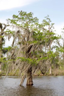 Tree covered in Spanish Moss (Tillandsia usneoides)