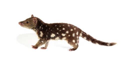 Tiger Quoll (Dasyurus maculatus)