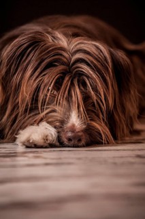 Lying brown mixed-breed dog