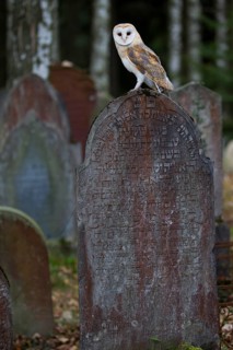Barn Owl (Tyto alba) on a grave stone
