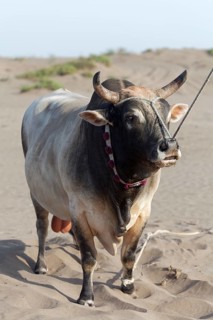 Tethered bull before a bull fight