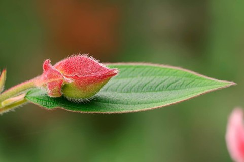 Princess Flower (Tibouchina urvilleana)
