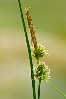 Yellow Sedge (Carex flava agg.) Tiefenbachklamm