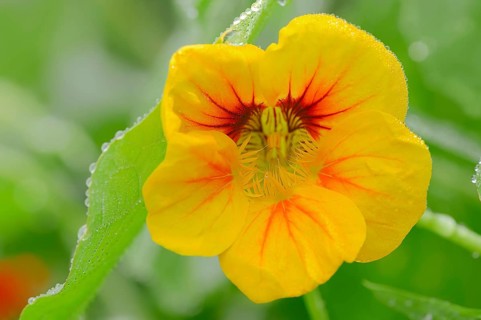 Garden Nasturtium (Tropaeolum majus)