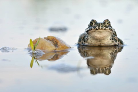 Green Toad (Bufo viridis complex) in an abandoned gravel pit