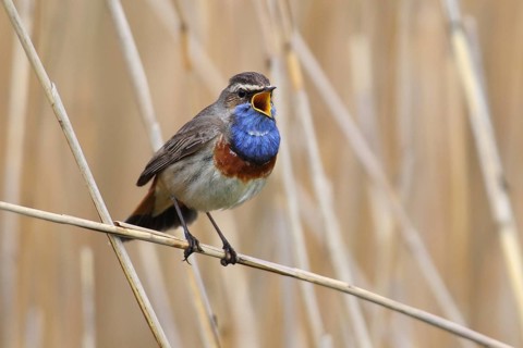 Bluethroat (Luscinia svecica cyanecula)