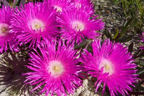 Cape Fig flowers (Carpobrotus edulis) growing in coastal sands