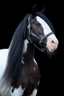 Tinker mare