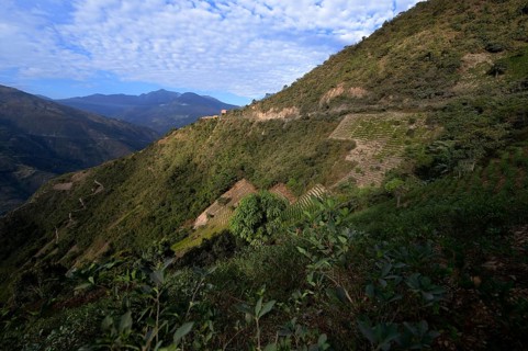 Illegal Coca fields