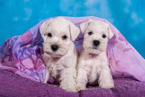 Two white Miniature Schnauzer puppies