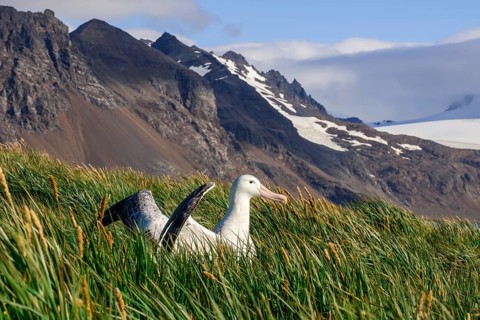 Wandering Albatross (Diomedea exulans) at its nesting site