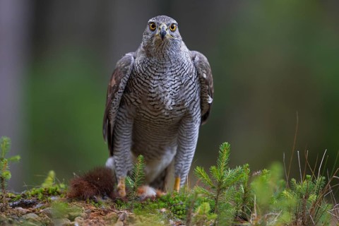 Northern Goshawk (Accipiter gentilis) with a captured squirrel