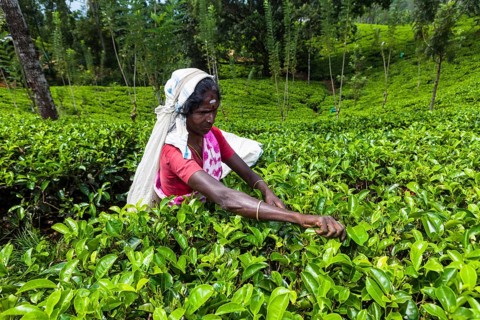 Tea picker