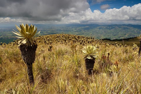 Frailejon or Fraylejon (Espeletia pycnophylla) plants in the paramo landscape