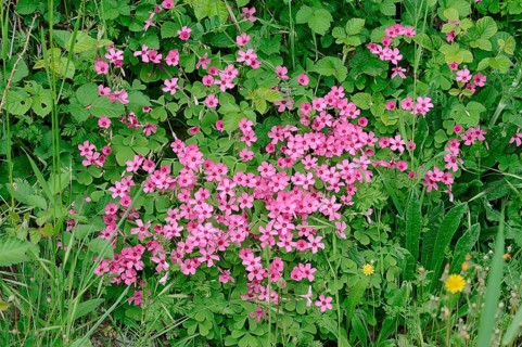 Moss Phlox or Creeping Phlox (Phlox subulata)