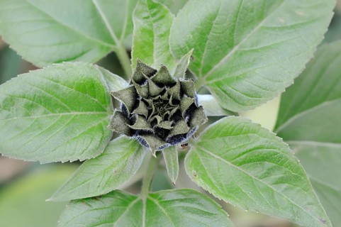 Sunflower (Helianthus annuus)