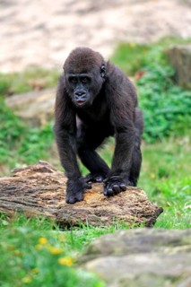 Western Lowland Gorilla (Gorilla gorilla gorilla)