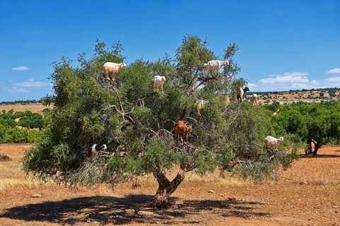 Goats feeding on Argan nuts in an Argan tree